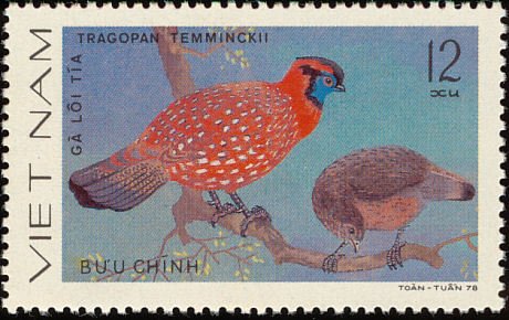Temminck's Tragopan (Tragopan temminckii) 