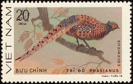 Common Pheasant (Phasianus colchicus)