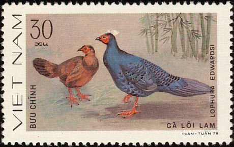 Edwards's Pheasant (Lophura edwardsi) 