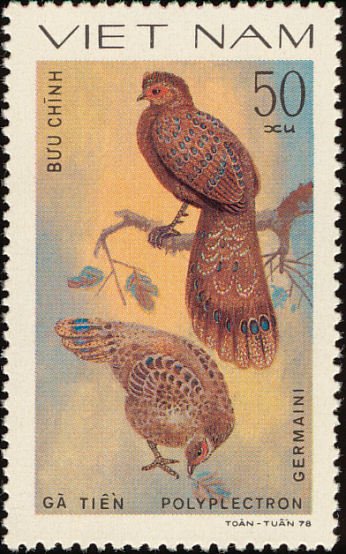 Germain's Peacock-pheasant (Polyplectron germaini) 