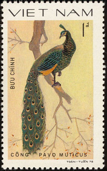 Green Peafowl (Pavo muticus)