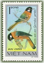 Collared Laughingthrush (Garrulax yersini)