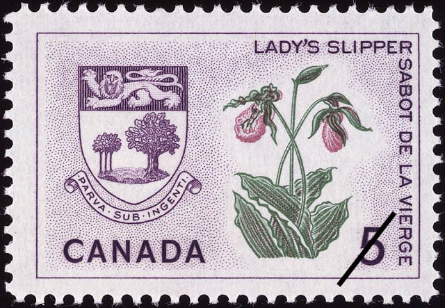 Prince Edward Island, Lady's Slipper - Cypripedium acaule