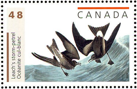 Leach's Storm-petrel (Oceanodroma leucorhoa)