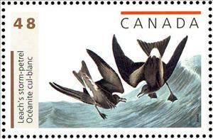 Stamp, Leach's Storm-petrel (Oceanodroma leucorhoa), Canada,  , Birds, Animals (Fauna)