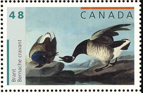 Brent Goose (Branta bernicla)