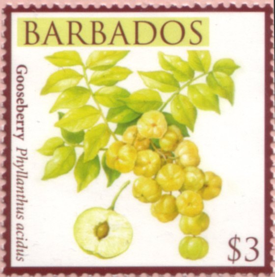 Gooseberry