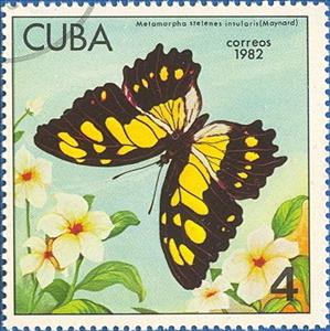 Stamp, Malachite (Metamorpha stelenes ssp. insularis), Cuba,  , Flowers, Insects, Butterflies, Animals (Fauna), Plants (Flora)