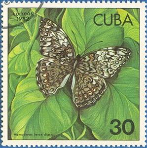 Stamp, Caribbean Cracker (Hamadryas ferox diasia), Cuba,  , Insects, Butterflies, Animals (Fauna), Plants (Flora)