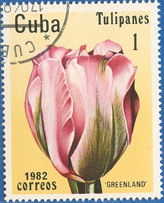 Tulip "Greenland"