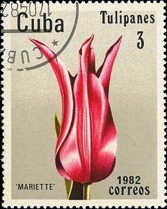 Tulip "Mariette"