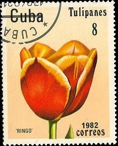 Stamp, Tulip "Ringo", Cuba,  , Flowers, Plants (Flora), Tulips