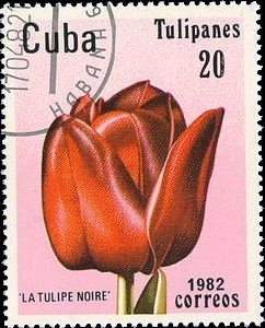 Stamp, Tulip "La Tulipe noire", Cuba,  , Flowers, Plants (Flora), Tulips