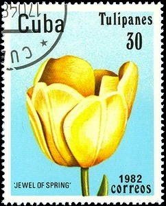 Tulip "Jewel of Spring"