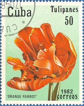 Tulip "Orange Parrot"