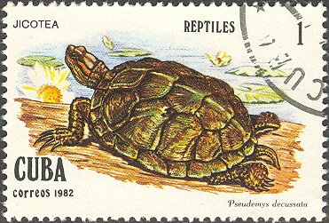 Cuban Slider (Pseudemys decussata)