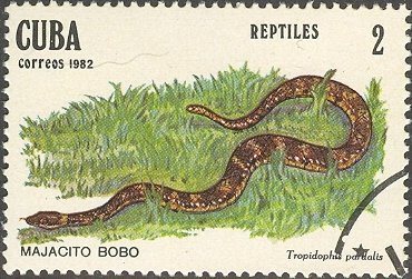 Leopard Dwarf Boa (Tropidophis pardalis)
