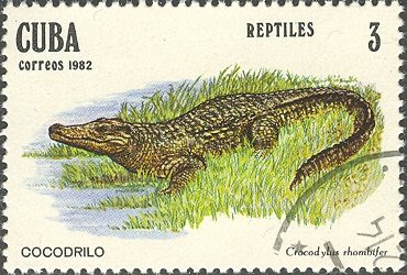 Cuban Crocodile (Crocodylus rhombifer)