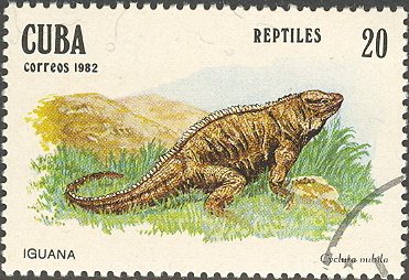 Cuban Rock Iguana (Cyclura nubila)