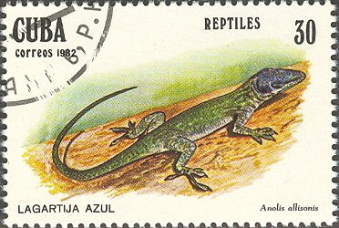 Allison's Anole (Anolis allisoni)