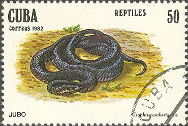 Cuban Racer (Alsophis cantherigerus)