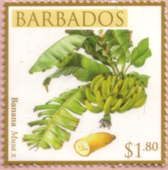 Banana