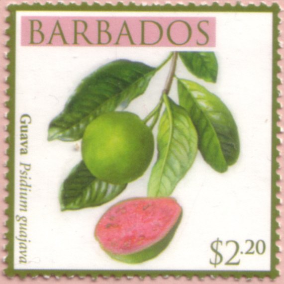 Guava