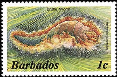 Bristle Worm (Hermodice carunculata) 