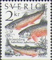 Arctic Char (Salvelinus salvelinus)