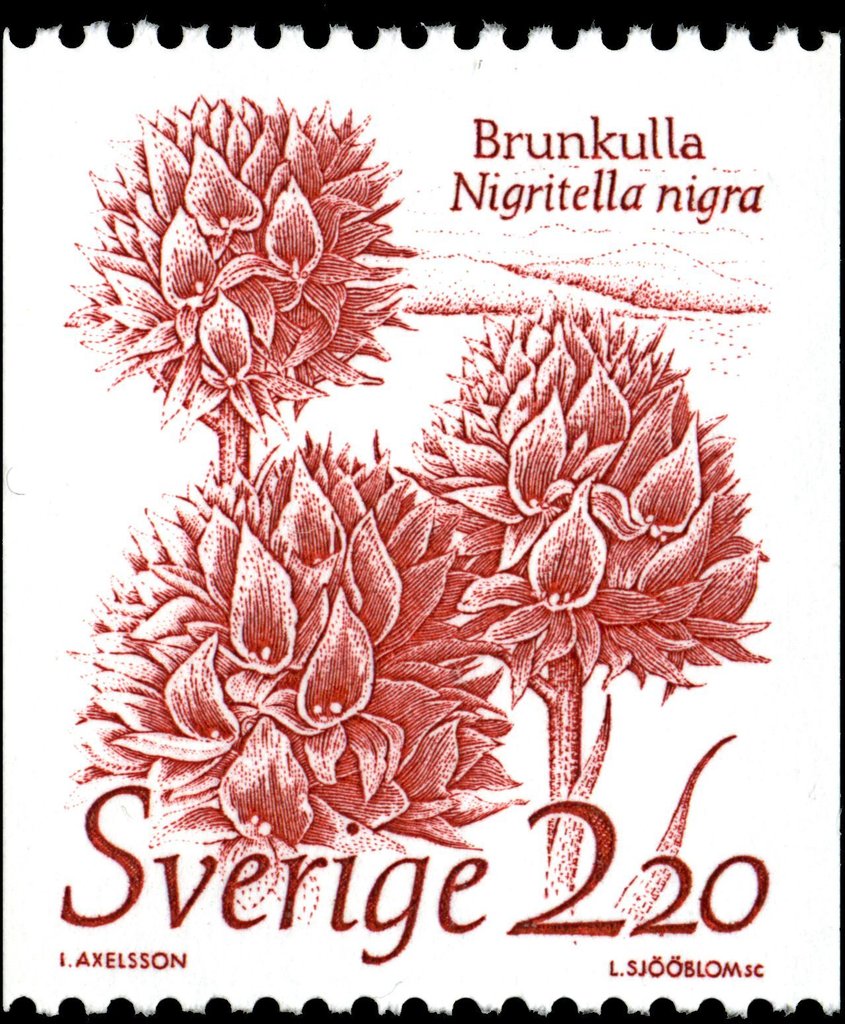 Nigritella nigra