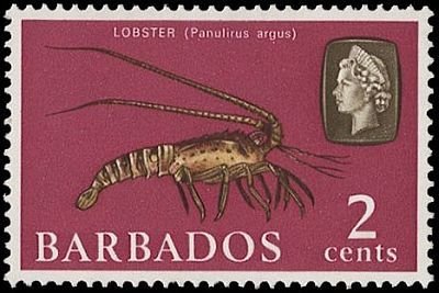 Caribbean Spiny Lobster (Panulirus argus)