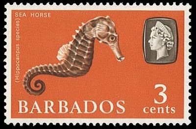 Sea Horse (Hippocampus sp.)