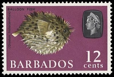 Long-spine Porcupinefish (Diodon holocanthus)