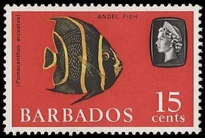 Gray Angelfish (Pomacanthus arcuatus)