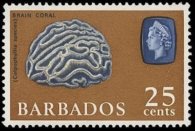 Stamp, Brain Coral (Colpohyllia sp.), Barbados,  , Corals and Sponges, Sea Life, Animals (Fauna)