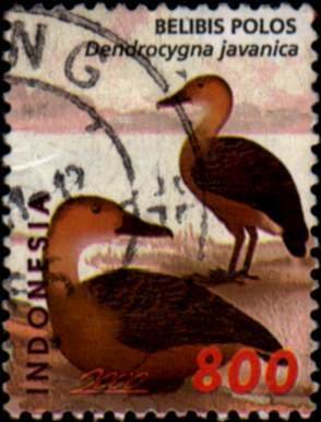 Lesser Whistling Duck (Dendrocygna javanica) 
