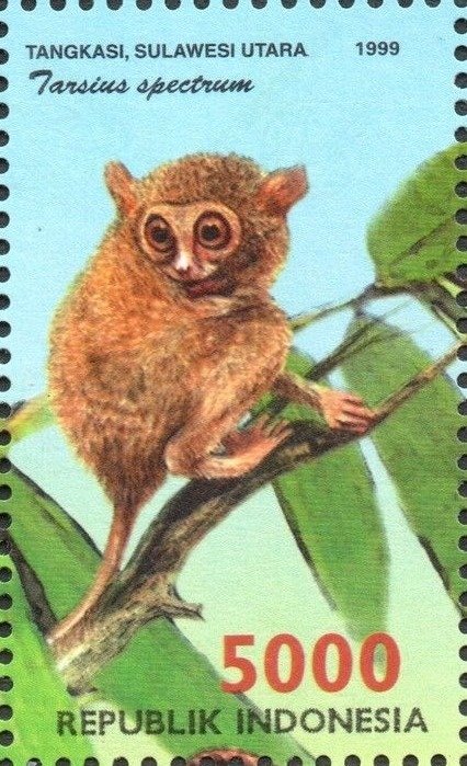 Spectral Tarsier (Tarsius spectrum) 