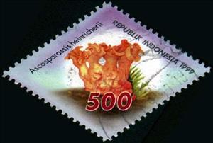 Stamp, Mushrooms- Ascosparassis heinricherii, Indonesia,  , Mushrooms