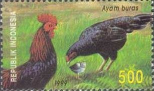 Stamp, Chicken (Gallus gallus domesticus), Indonesia,  , Poultry, Animals (Fauna)