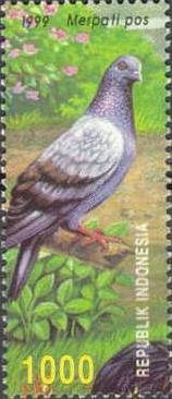 Pigeon (Columba livia forma domestica)