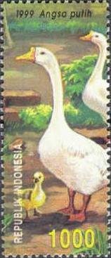 Domestic Goose (Anser anser domestica)