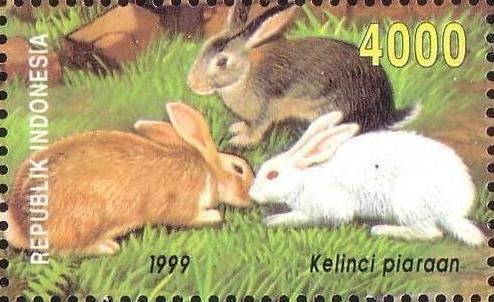 Domestic Rabbit (Oryctolagus cuniculus domesticus)