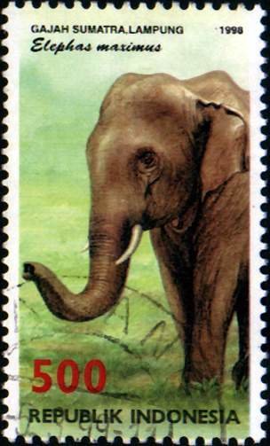 Asian Elephant (Elephas maximus)