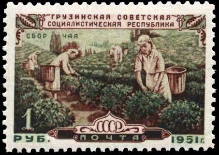 Tea picking