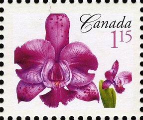 Cattleya Memoria Evelyn Light (syn.Laeliocattleya Memoria Ev