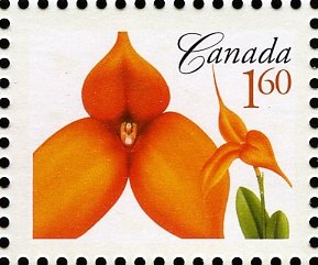 Masdevallia Kaleidoscope