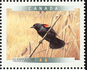 Stamp, Red-winged Blackbird (Agelaius phoeniceus), Canada,  , Birds, Animals (Fauna)