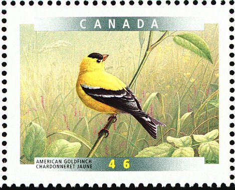American Goldfinch (Carduelis tristis)
