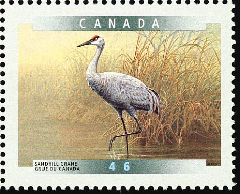 Sandhill Crane (Grus canadensis)