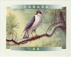 Stamp, Northern Goshawk (Accipiter gentilis), Canada,  , Birds, Birds of Prey, Animals (Fauna), Falcons